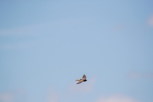 Cliff swallow KAC1676