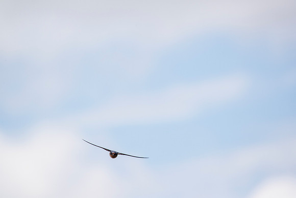 Cliff swallow KAC1678