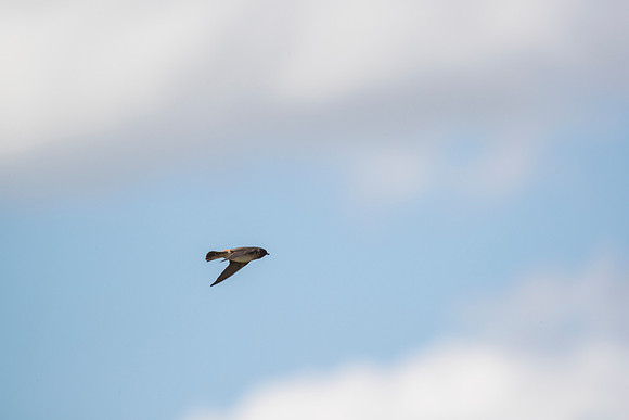 Cliff swallow KAC1686