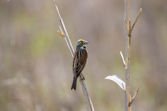 Dickcissel KAC1803