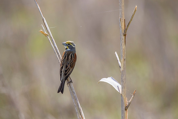 Dickcissel KAC1804
