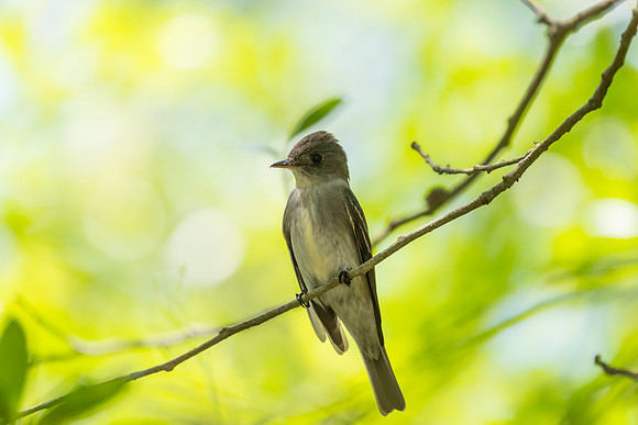 Eastern wood-pewee KAC1812