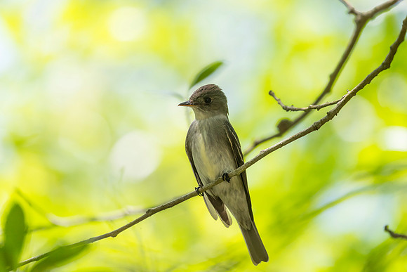 Eastern wood-pewee KAC1813