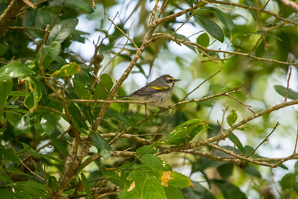 Golden-winged warbler KAC1749