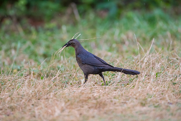 Great-tailed grackle KAC1643