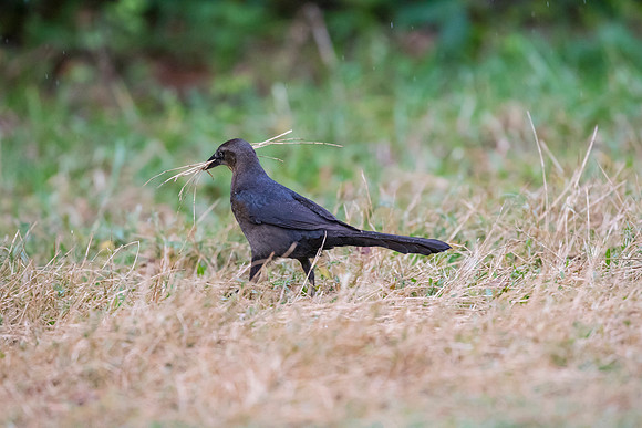 Great-tailed grackle KAC1644