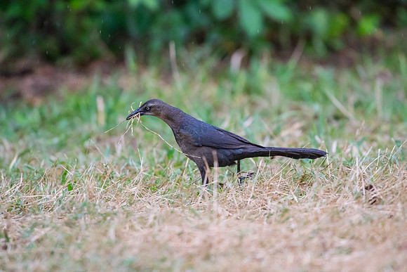 Great-tailed grackle KAC1646