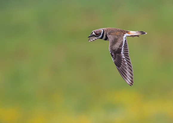 Killdeer KAC1649