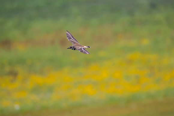Killdeer KAC1651