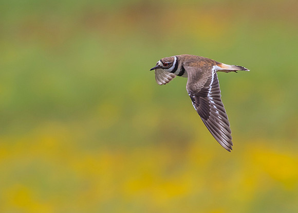 Killdeer KAC1652
