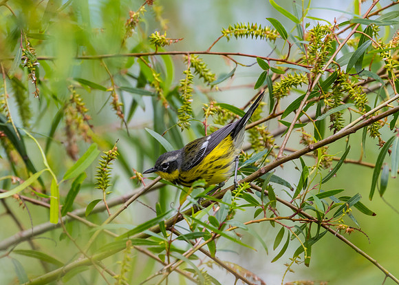 Magnolia warbler KAC1693