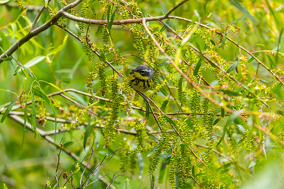 Magnolia warbler KAC1695