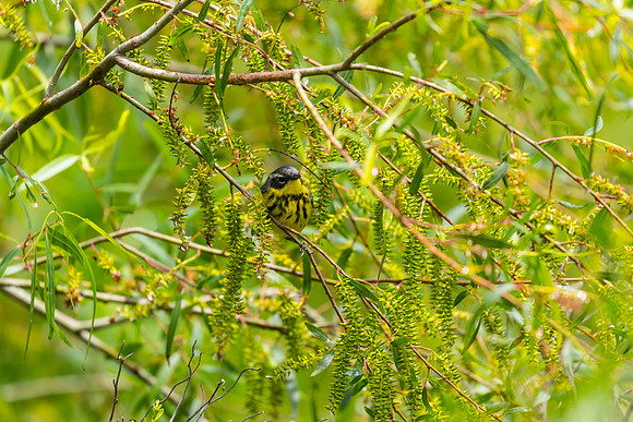 Magnolia warbler KAC1697