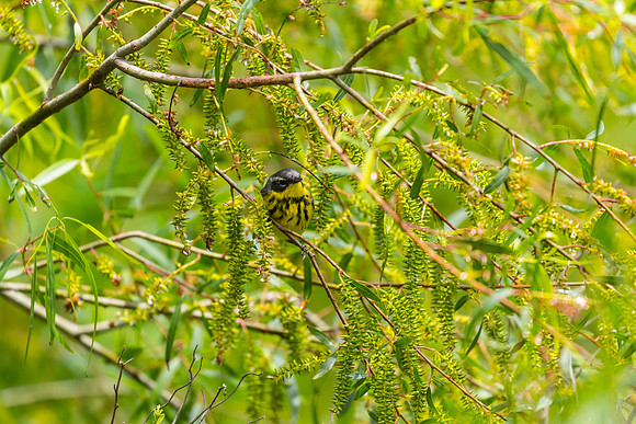 Magnolia warbler KAC1698