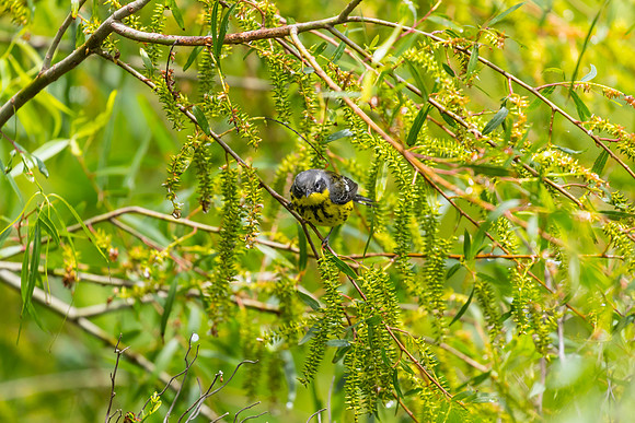 Magnolia warbler KAC1701