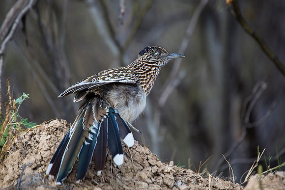 Greater Roadrunner KAC0364