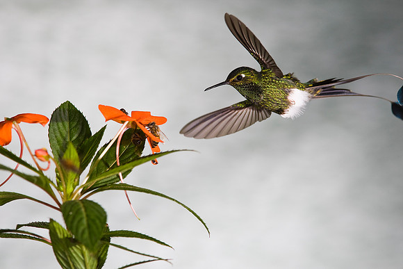 Booted racket-tail hummingbird KAC4812