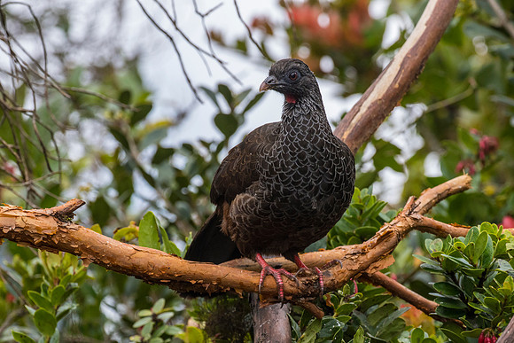 Andean guan KAC9193