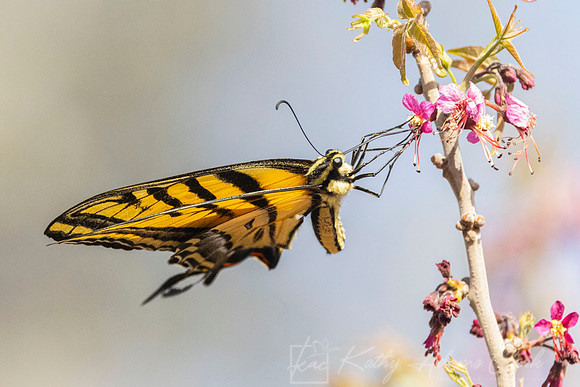 Two-tailed swallowtail KAC2581
