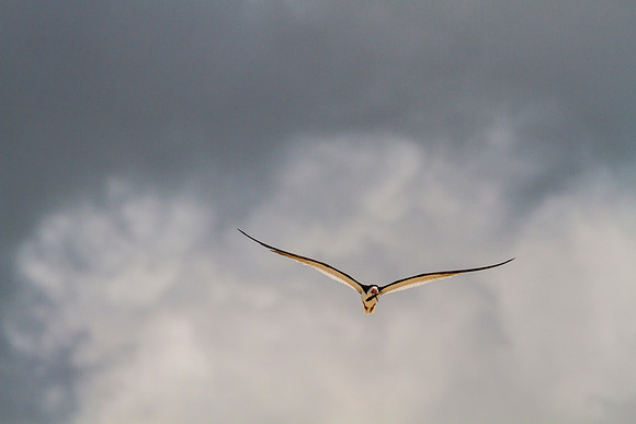 Black skimmer KAC0839