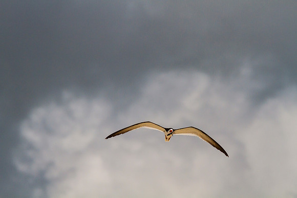 Black skimmer KAC0840