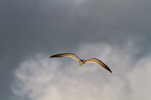 Black skimmer KAC0842