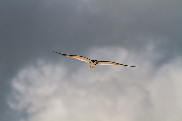 Black skimmer KAC0843