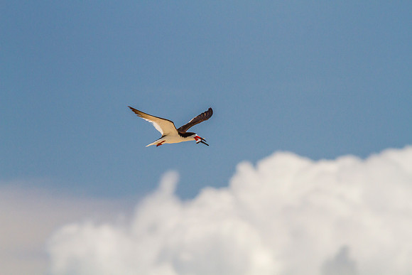 Black skimmer KAC0847