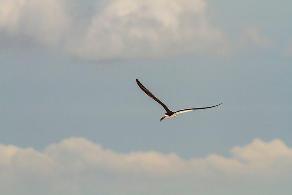Black skimmer KAC0859