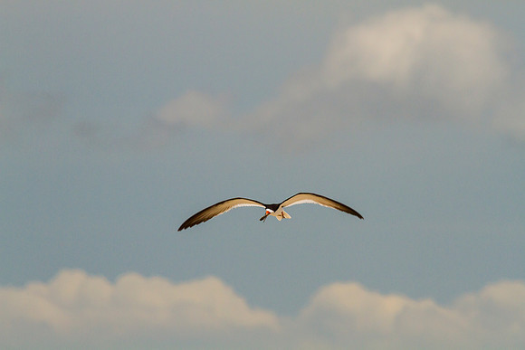 Black skimmer KAC0864