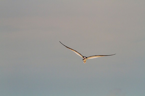 Black skimmer KAC0866