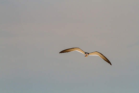 Black skimmer KAC0867