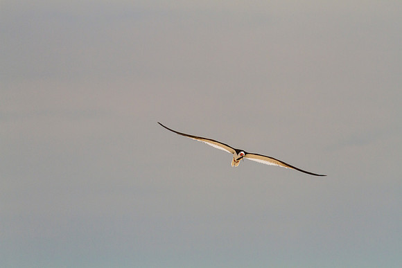 Black skimmer KAC0868