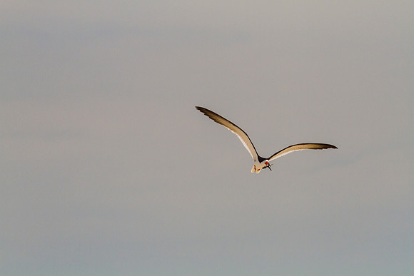 Black skimmer KAC0869