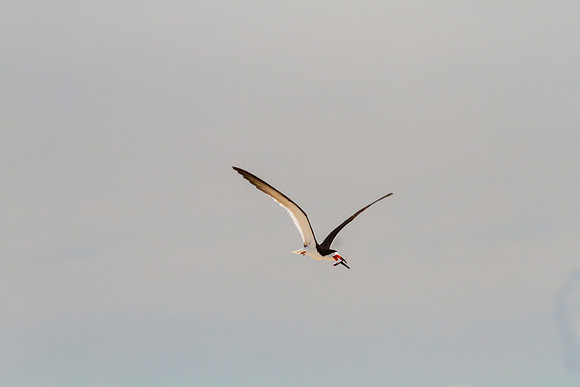 Black skimmer KAC0870