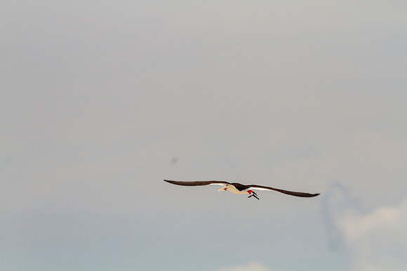 Black skimmer KAC0871