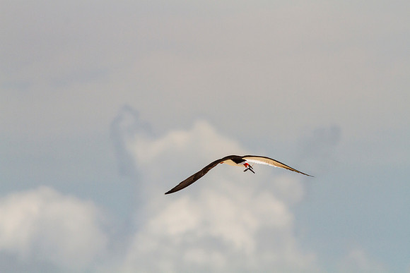 Black skimmer KAC0873
