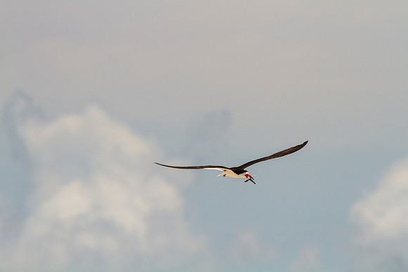 Black skimmer KAC0874