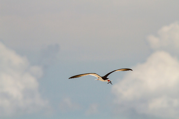 Black skimmer KAC0875