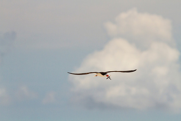Black skimmer KAC0876