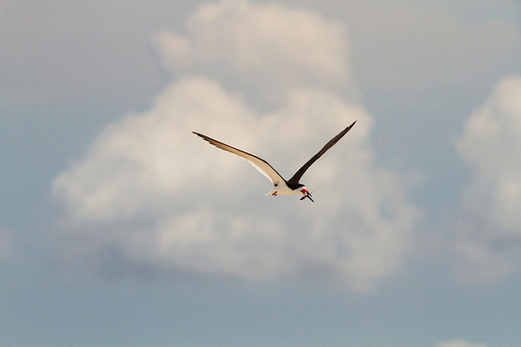 Black skimmer KAC0877