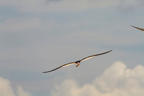 Black skimmer KAC0880