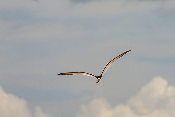 Black skimmer KAC0881