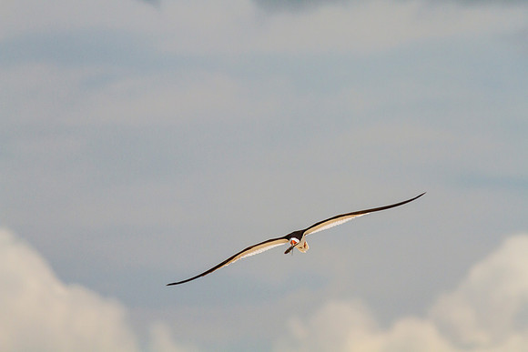 Black skimmer KAC0882