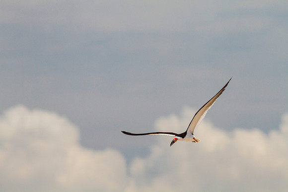 Black skimmer KAC0885