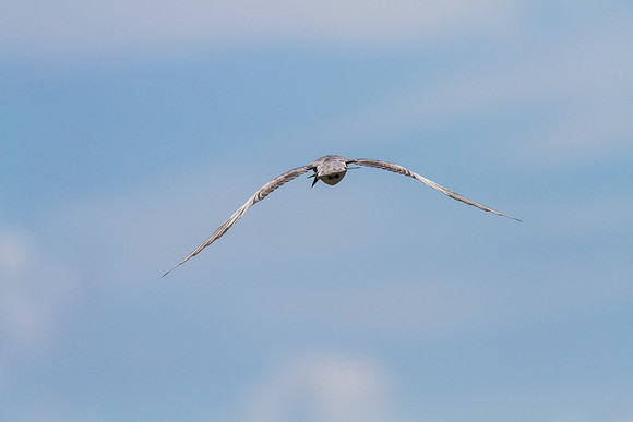 Black tern KAC0929