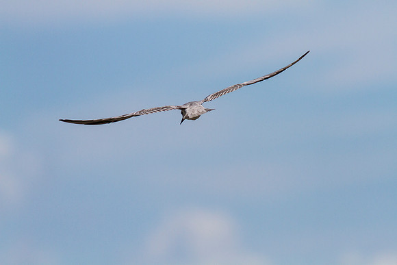 Black tern KAC0930