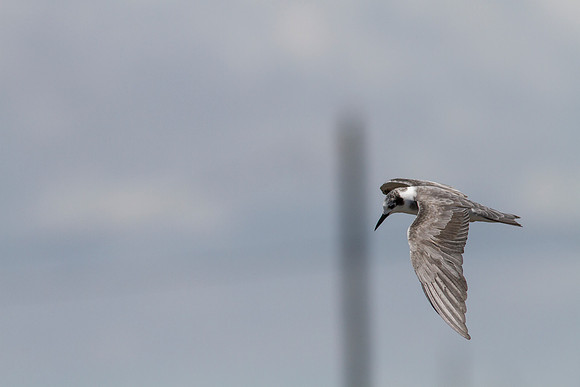 Black tern KAC0931
