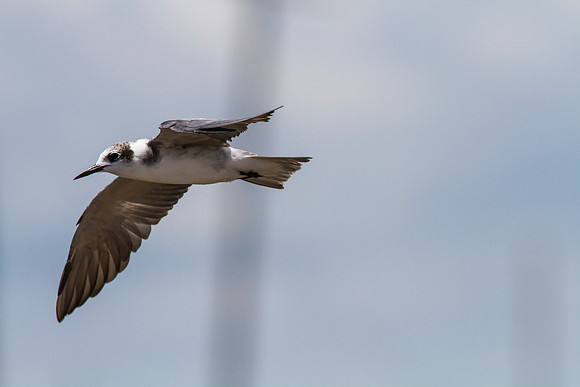 Black tern KAC0933