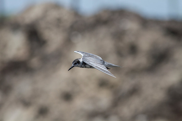 Black tern KAC0935